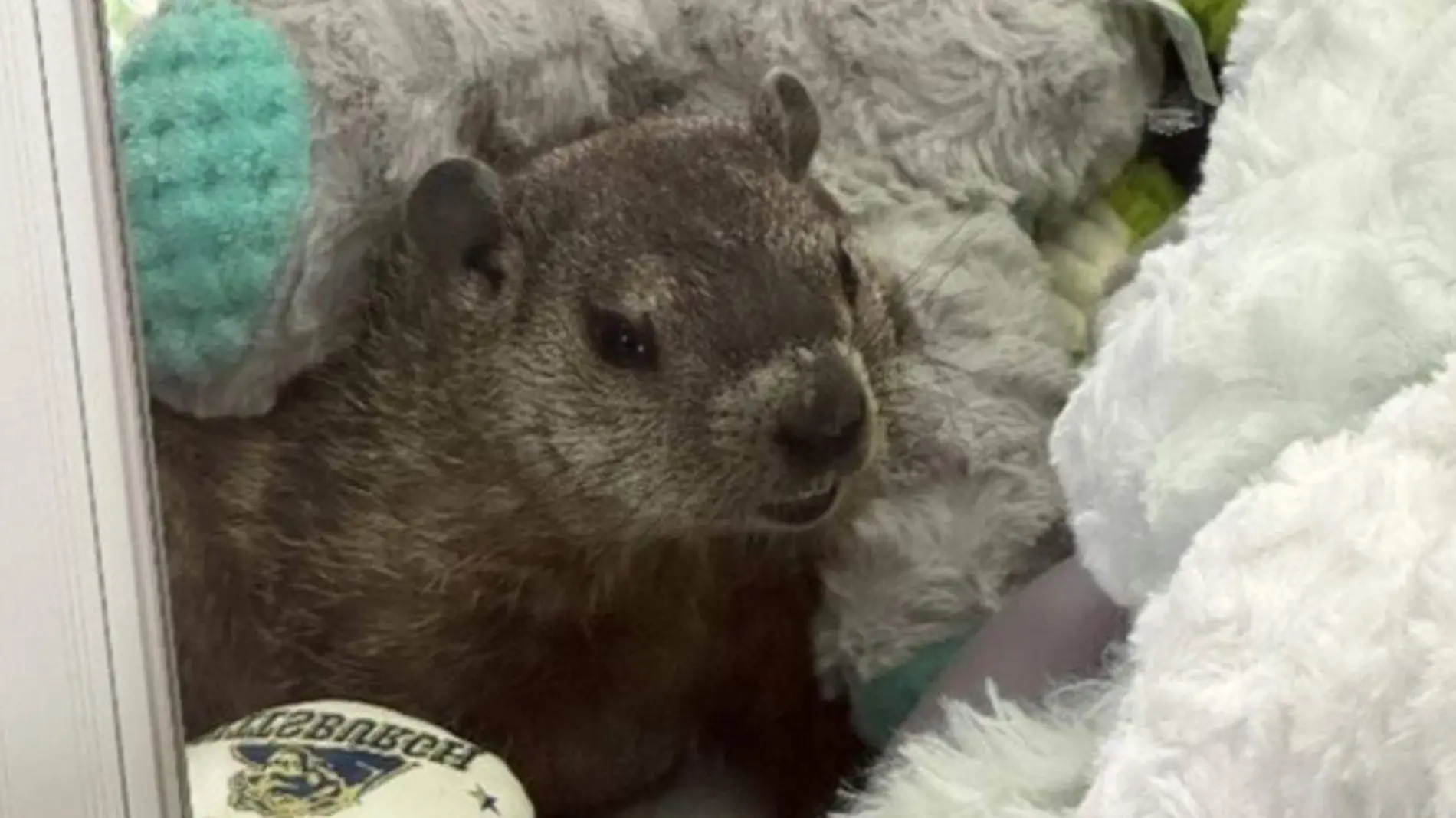 Hallan marmota dentro de máquina de peluches